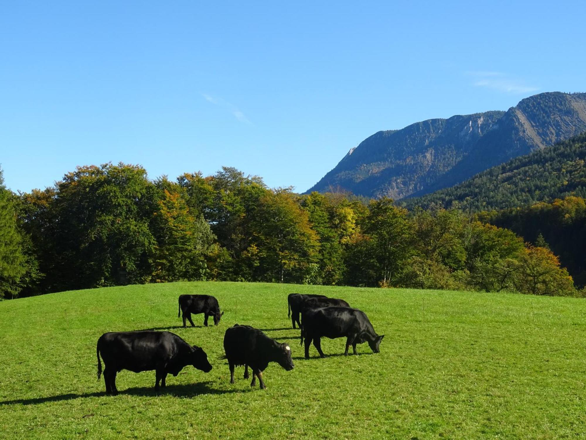 Willa Bio Bauernhof Eggerhof Strobl Zewnętrze zdjęcie