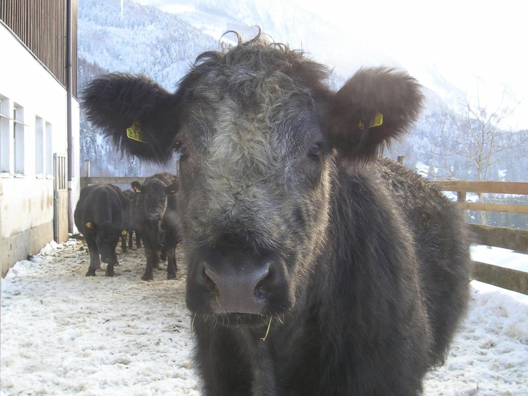 Willa Bio Bauernhof Eggerhof Strobl Zewnętrze zdjęcie